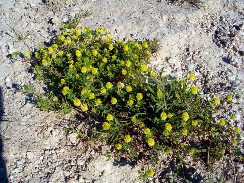 Bunias erucago, Sisymbrium officinale e Trifolium campestre